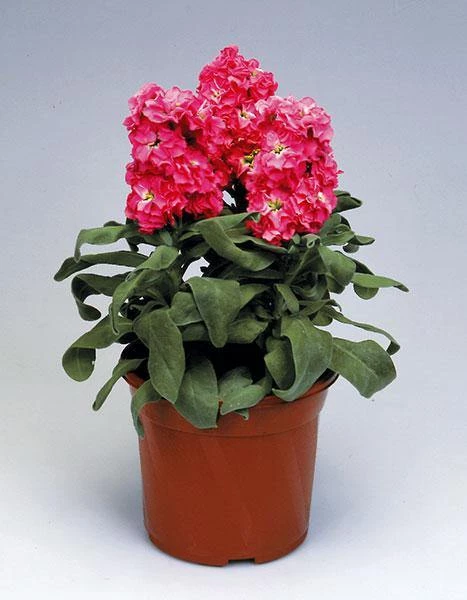 Takii Seeds Stock Cinderella Hot Pink Flower Seeds Imported Flower Seeds 3 Takii Seeds Stock Cinderella Hot Pink Flower Seeds Imported Flower Seeds