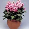 Takii Seeds Stock Cinderella Pink Flower Seeds