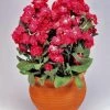 Takii Seeds Stock Cinderella Red Flower Seeds