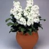 Takii Seeds Stock Cinderella White Flower Seeds Imported Flower Seeds
