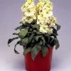 Takii Seeds Stock Cinderella Yellow Flower Seeds
