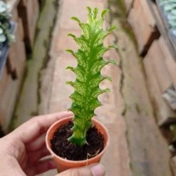 CGASPL Plants Euphorbia Rubra (African Milk Tree) Green Small Succulent