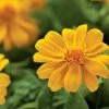 CGASPL Melampodium Jackpot Gold Flower Seeds