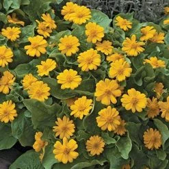 CGASPL Melampodium Jackpot Gold Flower Seeds 7 CGASPL Melampodium Jackpot Gold Flower Seeds