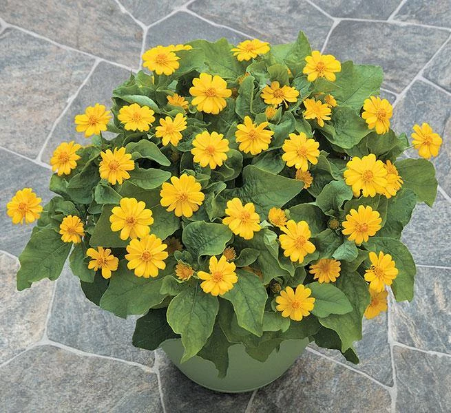 CGASPL Melampodium Jackpot Gold Flower Seeds 4 CGASPL Melampodium Jackpot Gold Flower Seeds