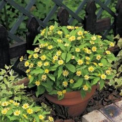 CGASPL Imported Flower Seeds Melampodium Lemon Delight Flower Seeds