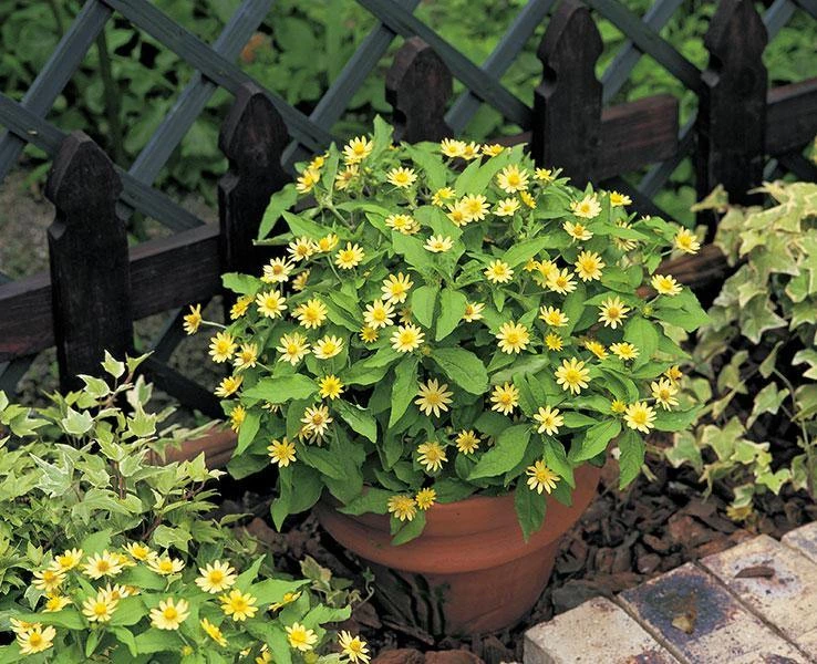 CGASPL Imported Flower Seeds Melampodium Lemon Delight Flower Seeds 3 CGASPL Imported Flower Seeds Melampodium Lemon Delight Flower Seeds