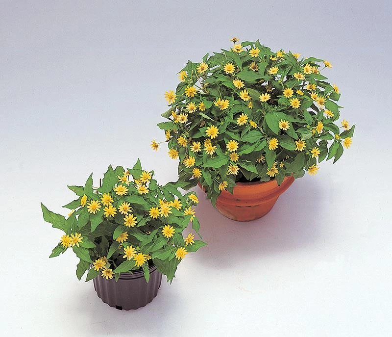 CGASPL Imported Flower Seeds Melampodium Lemon Delight Flower Seeds 4 CGASPL Imported Flower Seeds Melampodium Lemon Delight Flower Seeds