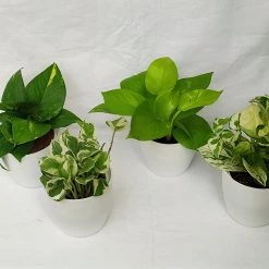 CGASPL Money Plants (Pack Of 4) - Air Purifier Indoor Plants With Flower Pots With 5 Gram Fertilizer Free