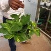 CGASPL Epipremnum Aureum Variegated Money Plant Hanging Plants 2 CGASPL Epipremnum Aureum Variegated Money Plant Hanging Plants