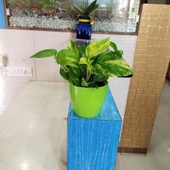 CGASPL Plants Air Purifier Varigated Money Plant (Pot Included) With 5 Gram Fertilizer Free - Easy To Grow Real Indoor Plant For Home, Living Room, Kitchen, Office, Table 14 CGASPL Plants Air Purifier Varigated Money Plant (Pot Included) With 5 Gram Fertilizer Free - Easy To Grow Real Indoor Plant For Home, Living Room, Kitchen, Office, Table