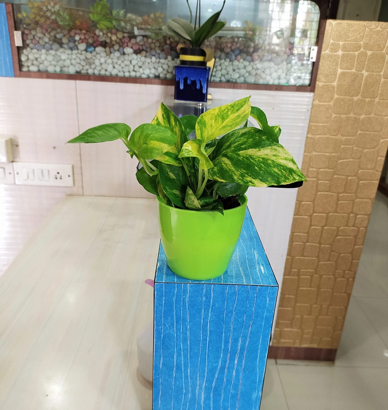 CGASPL Plants Air Purifier Varigated Money Plant (Pot Included) With 5 Gram Fertilizer Free - Easy To Grow Real Indoor Plant For Home, Living Room, Kitchen, Office, Table 7 CGASPL Plants Air Purifier Varigated Money Plant (Pot Included) With 5 Gram Fertilizer Free - Easy To Grow Real Indoor Plant For Home, Living Room, Kitchen, Office, Table
