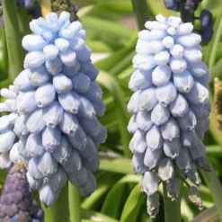 CGASPL Muscari Valerie Finnis Flower Bulbs (Pack Of 10 Bulbs) Winter Flower Bulbs