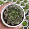 CGASPL Graptoveria Bashful Succulent Plant Plants 2 CGASPL Graptoveria Bashful Succulent Plant Plants