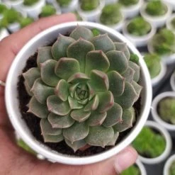 CGASPL Graptoveria Bashful Succulent Plant Plants