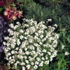 CGASPL Imported Flower Seeds Myosotis Sylvatica Snowsylva Seeds