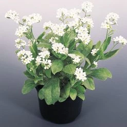 CGASPL Imported Flower Seeds Myosotis Sylvatica Snowsylva Seeds