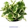 CGASPL Good Luck Money Plant N' Joy (Scindapsus) Plant With Pot , 5 Gram Fertilizer Free
