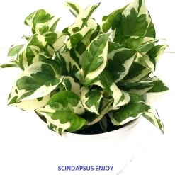 CGASPL Money Plants (Pack Of 4) - Air Purifier Indoor Plants With Flower Pots With 5 Gram Fertilizer Free