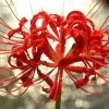 CGASPL Nerine Sarnensis - Dark Red Tall ( Pack Of 15) Flower Bulbs
