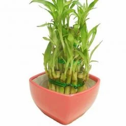 CGASPL Lucky Bamboos 3 Layer Lucky Bamboo With Red Ceramic Pot