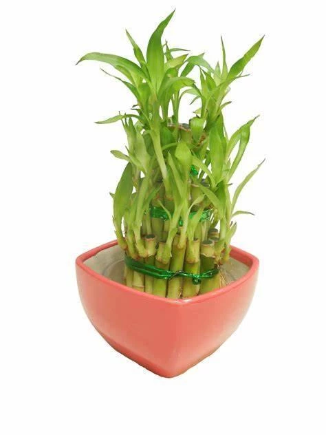CGASPL Lucky Bamboos 3 Layer Lucky Bamboo With Red Ceramic Pot 3 CGASPL Lucky Bamboos 3 Layer Lucky Bamboo With Red Ceramic Pot