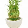 CGASPL 3 Layer Lucky Bamboo With White Ceramic Pot Lucky Bamboos