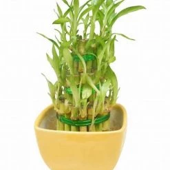 CGASPL 3 Layer Lucky Bamboo With Yellow Ceramic Pot