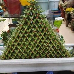 CGASPL 15 Layer Pyramid Lucky Bamboo (With Fiber Pot)