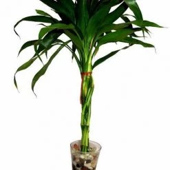 CGASPL Nine Braided Lucky Bamboo