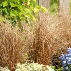 CGASPL Imported Flower Seeds Ornamental Grass Carex Zora Seeds
