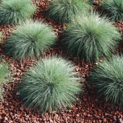 CGASPL Imported Flower Seeds Ornamental Grass Festuca Buddy Blue Seeds