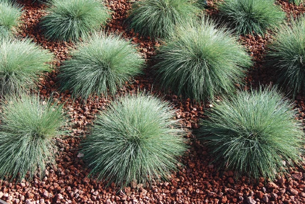 CGASPL Imported Flower Seeds Ornamental Grass Festuca Buddy Blue Seeds 3 CGASPL Imported Flower Seeds Ornamental Grass Festuca Buddy Blue Seeds
