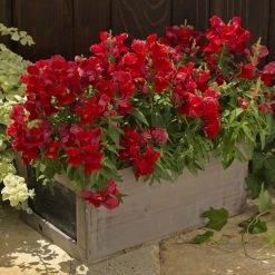 CGASPL Antirrhinum Floral Showers Scarlet Flower Seeds