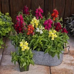 CGASPL Antirrhinum Candy Tops Mix Flower Seeds