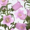 CGASPL Campanula Champion II Pink Flower Seeds Sakata Seeds