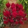 CGASPL Sakata Seeds Celosia Plumosa Dragon’s Breath Red Flower Seeds