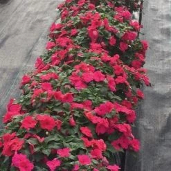 Chhajed Garden Impatiens Lollipop Dragon Fruit Lipstick Flower Seeds Imported Flower Seeds