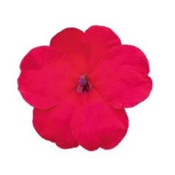 Chhajed Garden Impatiens Lollipop Dragon Fruit Lipstick Flower Seeds Imported Flower Seeds