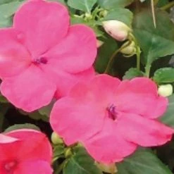 Chhajed Garden Impatiens Lollipop Dragon Fruit Lipstick Flower Seeds Imported Flower Seeds