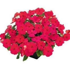 Chhajed Garden Impatiens Lollipop Dragon Fruit Lipstick Flower Seeds Imported Flower Seeds