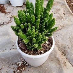 CGASPL Opuntia Tuna Montrosa Succulent Plant