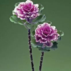 CGASPL Imported Flower Seeds Ornamental Cabbage Flare Rose Flower Seeds