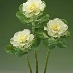 CGASPL Ornamental Cabbage Flare White Seeds Imported Flower Seeds