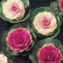 CGASPL Ornamental Cabbage Lucir Rose Flower Seeds Imported Flower Seeds