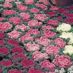 CGASPL Imported Flower Seeds Ornamental Cabbage Kamome Mix Seeds