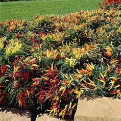 Pan American Seeds Ornamental Pepper Chilly Mix Seeds 8 Pan American Seeds Ornamental Pepper Chilly Mix Seeds