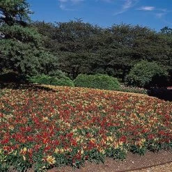 Pan American Seeds Ornamental Pepper Chilly Mix Seeds