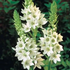 CGASPL Ornithogalum White Flower Bulbs (Pack Of 10) Rainy Flower Bulbs