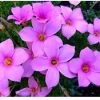 CGASPL Oxalis Pink Flower Bulbs (Pack Of 10)